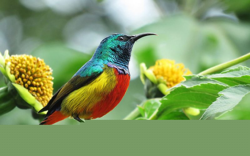 Bird-watching-safaris-in-Nyungwe-Forest-National-Park-visit-rwanda-tour