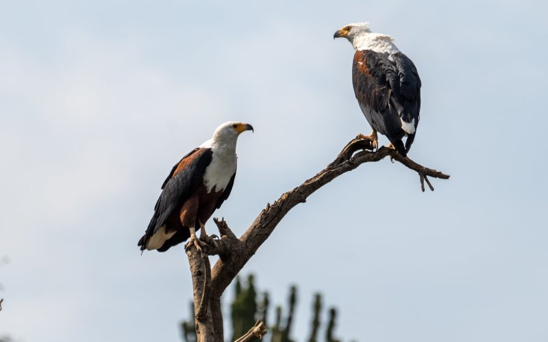 List-of-birds-in-Akagera-national-park