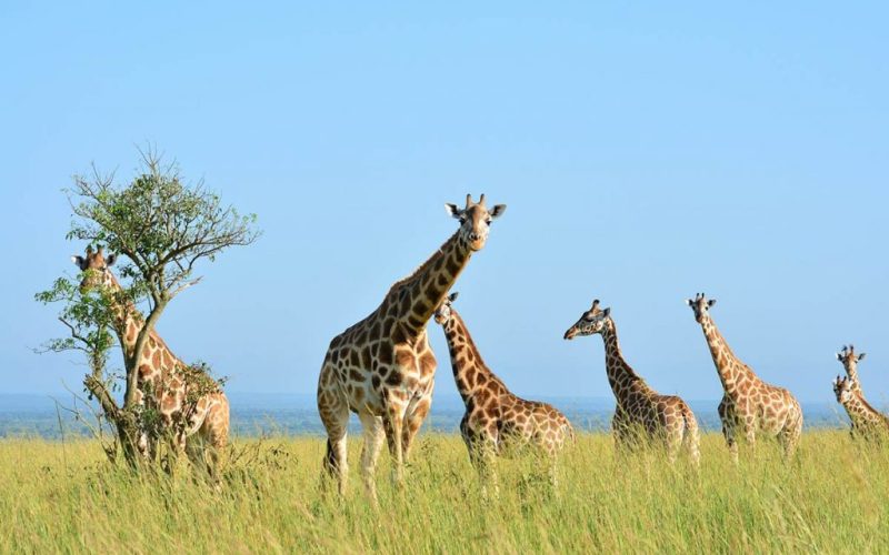 Akagera National Park